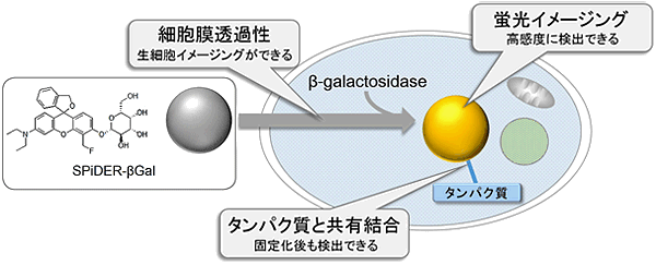 β-galactosidaseの検出試薬 SPiDER-βGal　同仁化学研究所
