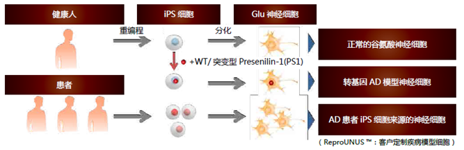 人iPS细胞来源的谷氨酸能神经元祖细胞                              ReproNeuro Glu™ kit