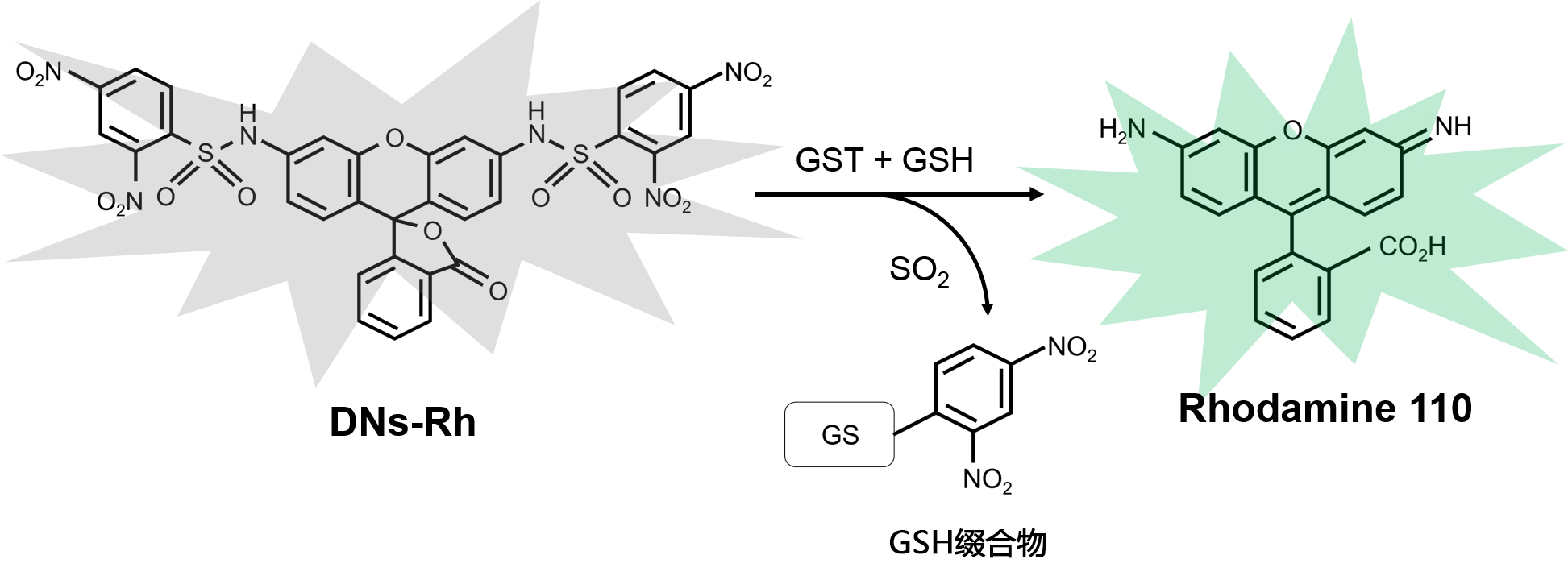 DNs-Rh ＜Cell-based GST Activity Assay Reagent＞                              可用于活细胞的GST活性检测探针
