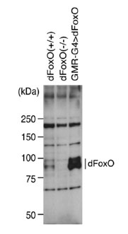 抗 dFoxO 多克隆抗体
