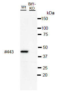 抗 BIF1 单克隆抗体（克隆号：BIF1-443）                              Anti BIF1 (Clone: BIF1-443) monoclonal antibody