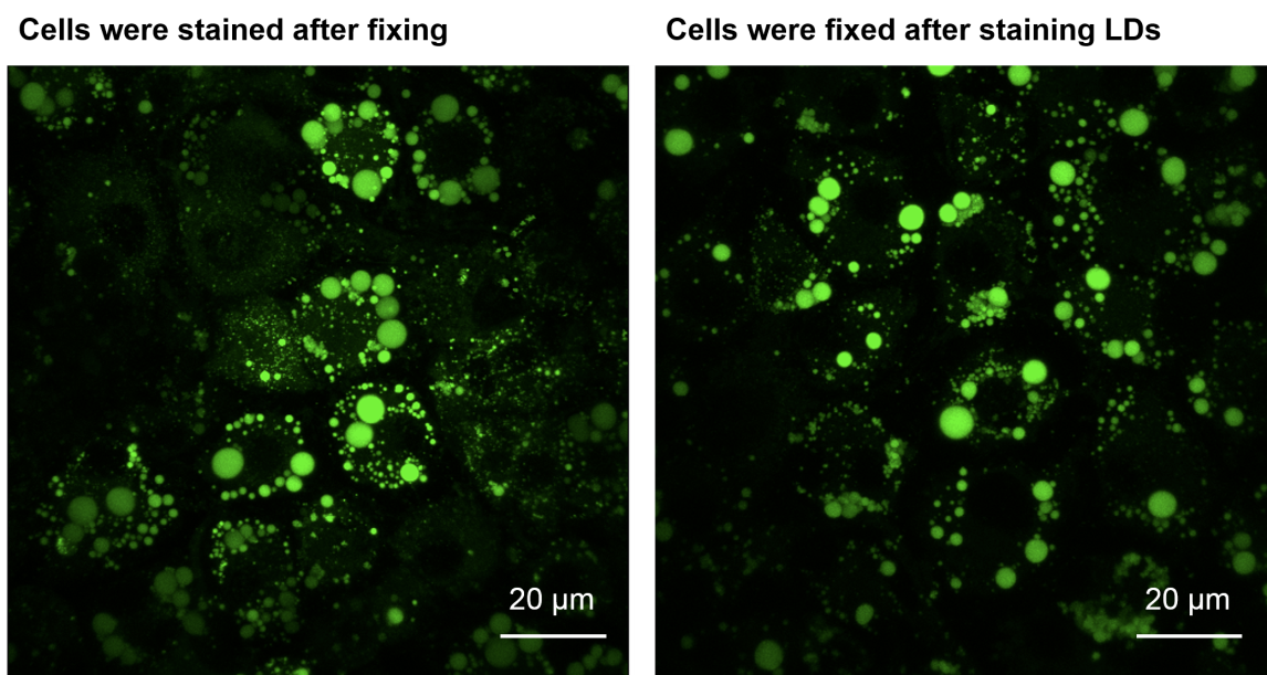 LipiDye®  Lipid Droplet Green	                              高灵敏度的脂滴活细胞成像荧光染料