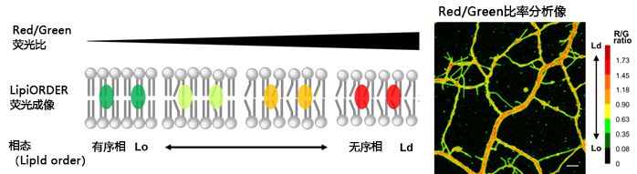 LipiORDER (Membrane Lipid Order Imaging Dye)                              可定量观察活细胞的膜相态！