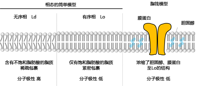 LipiORDER (Membrane Lipid Order Imaging Dye)                              可定量观察活细胞的膜相态！