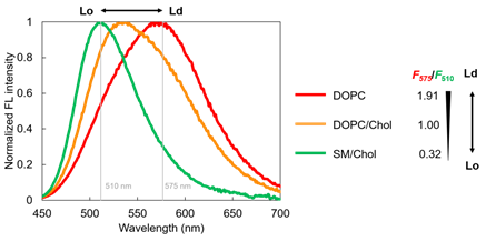 LipiORDER (Membrane Lipid Order Imaging Dye)                              可定量观察活细胞的膜相态！