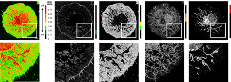 LipiORDER (Membrane Lipid Order Imaging Dye)                              可定量观察活细胞的膜相态！