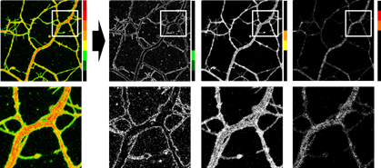 LipiORDER (Membrane Lipid Order Imaging Dye)                              可定量观察活细胞的膜相态！