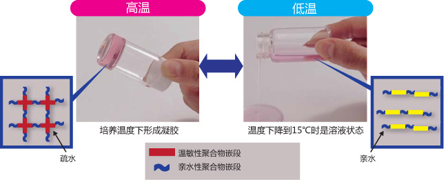 温敏性水凝胶                              Mebiol ®  Gel