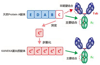 KANEKA KanCapA™                              新标准　抗体纯化树脂