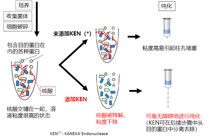 无内毒素和动物源的核酸内切酶                              KANEKA Endonuclease