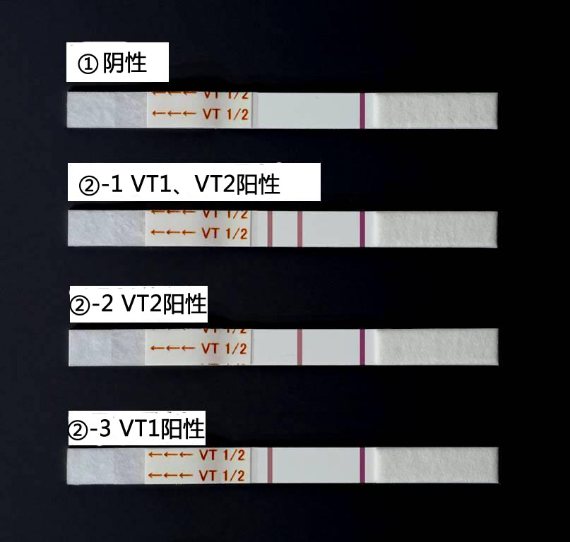 NH免疫层析VT1/2                              NH Immunochromato VT1/2