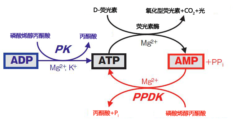 Lumitester Smart                              ATP荧光检测（ATP荧光检测仪PD-30的升级版）