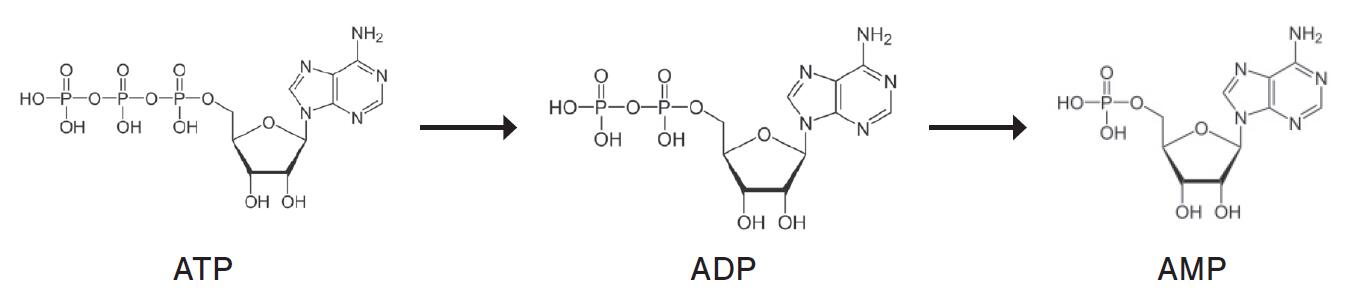 Lumitester Smart                              ATP荧光检测（ATP荧光检测仪PD-30的升级版）