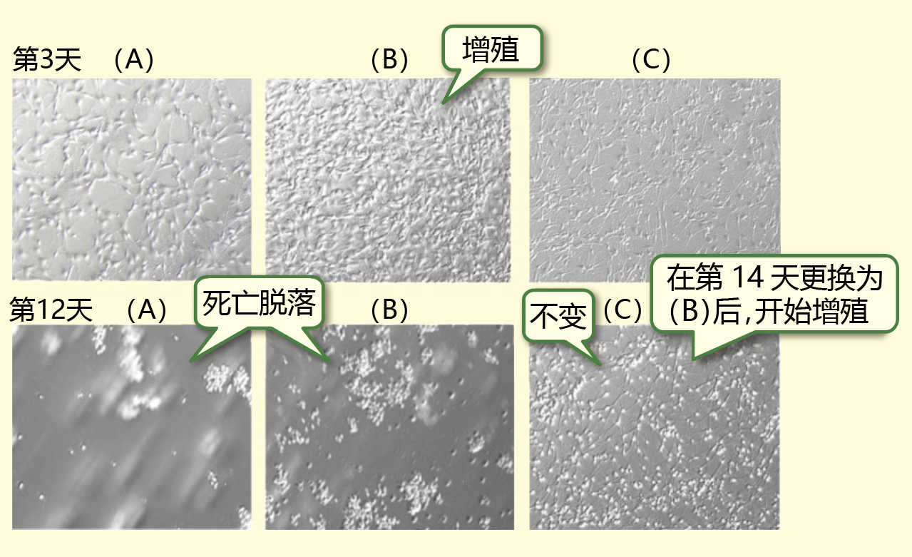 COA-Cl【2-Cl-C.OXT-A】                              类VEGF/NGF活性小分子化合物