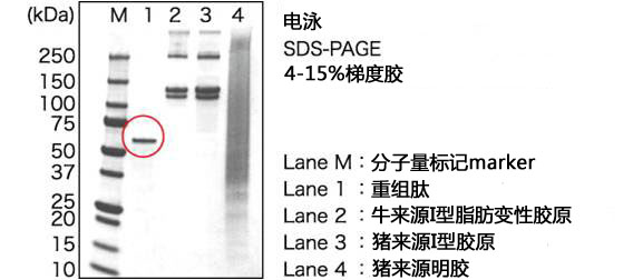 cellnest人Ⅰ型重组胶原蛋白肽                              cellnest, recombinant peptide based on human collagen type