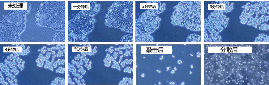 hPSC 解离溶液