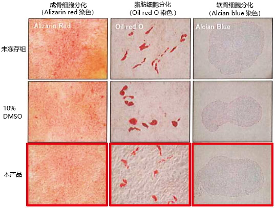 CryoScarless ® DMSO-Free                              高存活率细胞冻存液