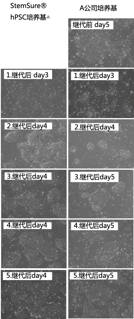 人多能性干细胞无血清培养基                              StemSure® hPSC 培养基Δ