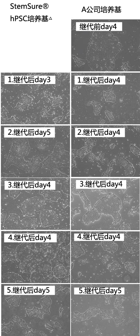 人多能性干细胞无血清培养基                              StemSure® hPSC 培养基Δ