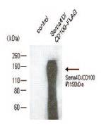 抗小鼠Sema4D/CD100，单克隆抗体                              Anti Mouse Sema4D/CD100, Monoclonal   Antibody