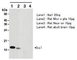 抗Iba1，兔（用于免疫印迹）                              Anti Iba1, Rabbit (for Western Blotting)