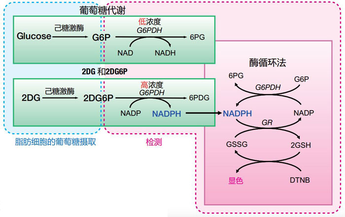 2-脱氧葡萄糖（2DG）摄入检测试剂盒                              2-Deoxyglucose (2DG) Uptake Measurement Kit
