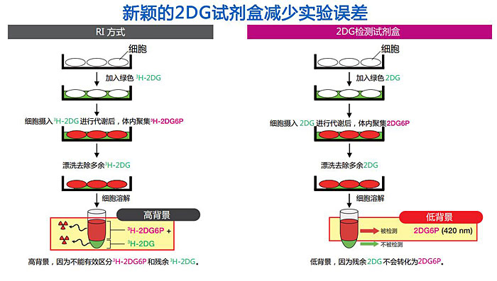 2-脱氧葡萄糖（2DG）摄入检测试剂盒                              2-Deoxyglucose (2DG) Uptake Measurement Kit