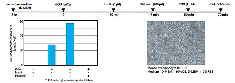 2-脱氧葡萄糖（2DG）摄入检测试剂盒                              2-Deoxyglucose (2DG) Uptake Measurement Kit