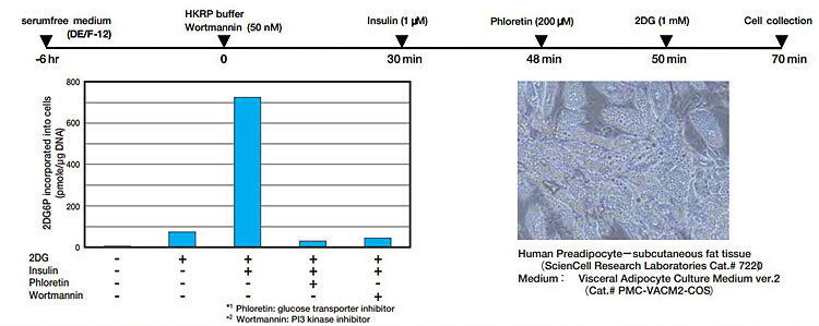 2-脱氧葡萄糖（2DG）摄入检测试剂盒                              2-Deoxyglucose (2DG) Uptake Measurement Kit