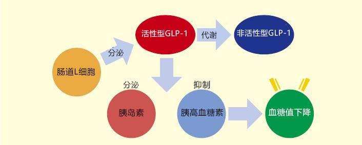 用于糖尿病研究  活性型 GLP-1 ELISA 试剂盒Wako