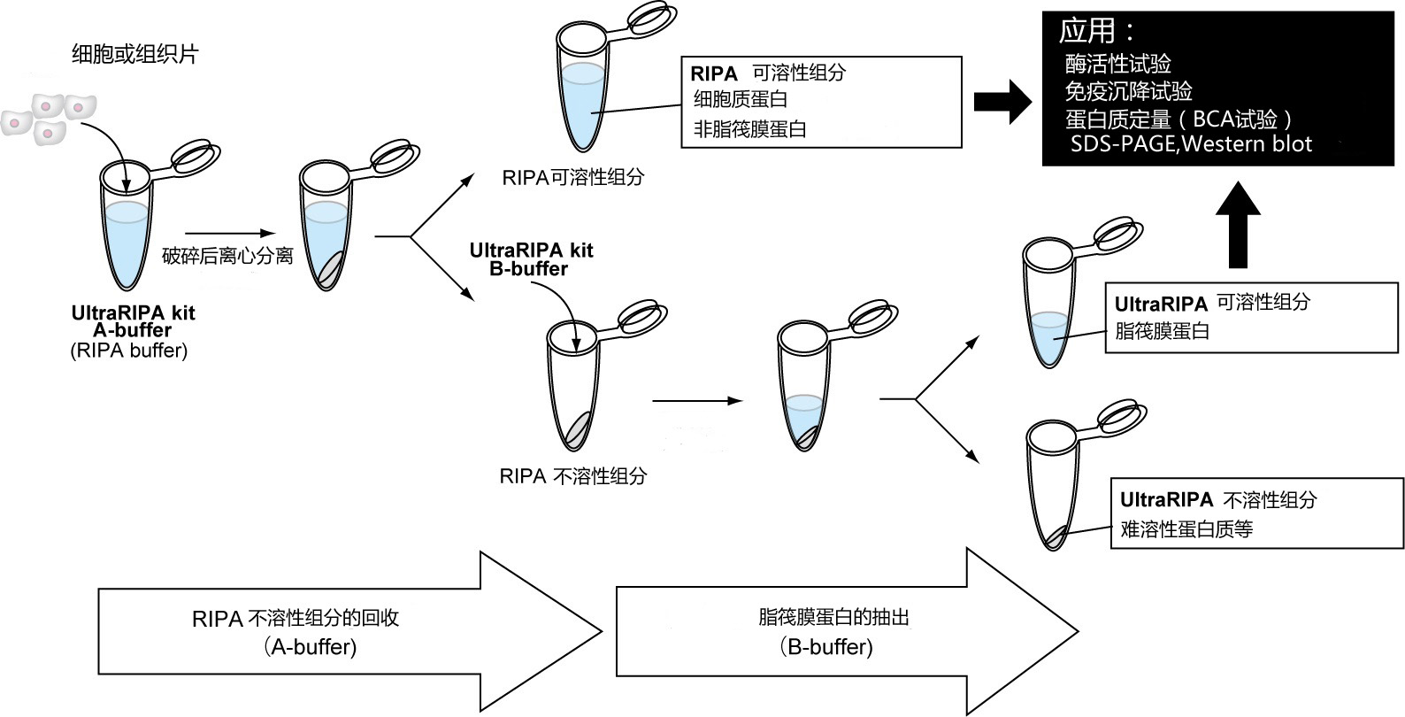 UltraRIPA 脂筏提取缓冲液套装                              UltraRIPA kit for Lipid Raft
