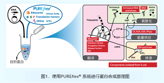 重组无细胞蛋白合成系统                              PUREfrex® 2.0