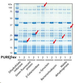 重组无细胞蛋白合成系统                              PUREfrex® 2.0