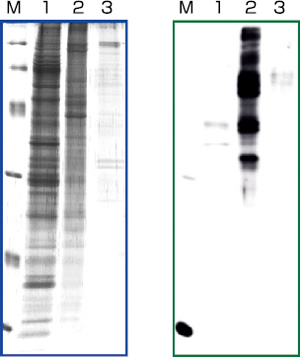 Phos-tag™ 琼脂糖                              Phos-tag™ Agarose