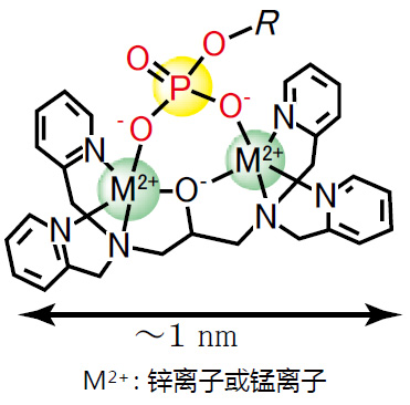 Phos-tag™ 琼脂糖                              Phos-tag™ Agarose