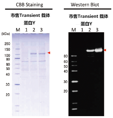 TARGET标签系统                              重组蛋白纯化检测用