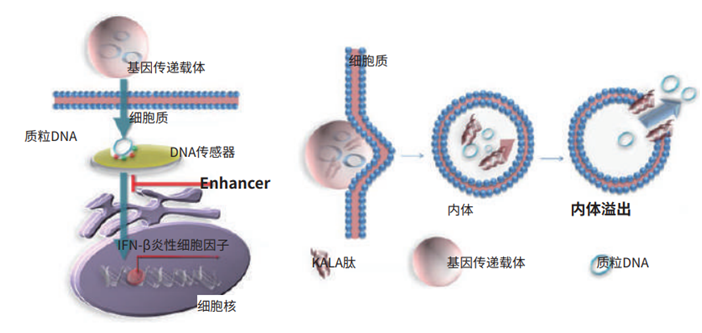 GenomONE ® -GX EX                               向免疫细胞导入质粒DNA