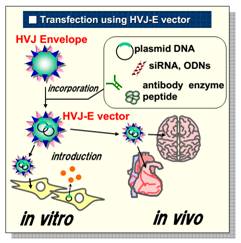 GenomONE® -Neo EX 仙台病毒包膜转染试剂                              GenomONE® -Neo EX HVJ-E  vials Transfection Reagents