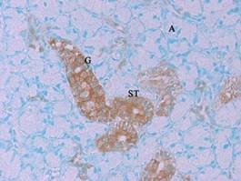 GenomONE® -Neo EX 仙台病毒包膜转染试剂                              GenomONE® -Neo EX HVJ-E  vials Transfection Reagents