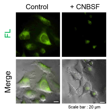 CNBSF ＜Irreversible GST Inhibitor＞                              可用于活细胞的不可逆GST抑制剂