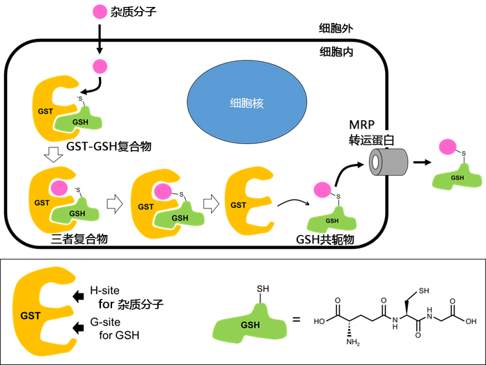 CNBSF ＜Irreversible GST Inhibitor＞                              可用于活细胞的不可逆GST抑制剂
