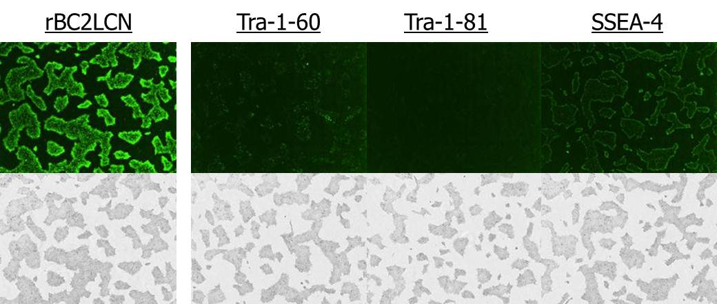 荧光标记 rBC2LCN（AiLecS1）