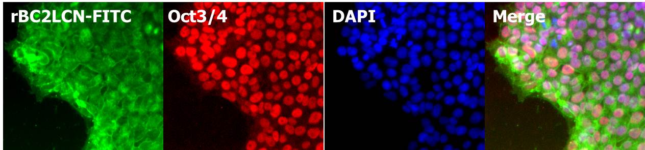 荧光标记 rBC2LCN（AiLecS1）