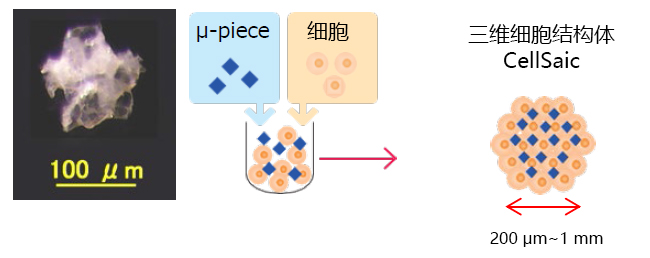 Cellnest μ-piece                              由人I型胶原蛋白重组多肽形成的新型细胞支架