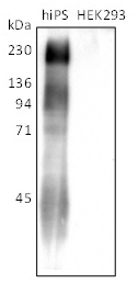 iPSelector (Anti-LNFP Ⅰ, Human, Mouse-Mono(R-17F)）                              新型人iPS/ES细胞标记抗体