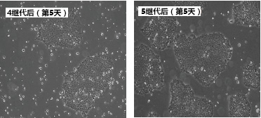 StemSure® hPSC培养基△                              人ES/iPS细胞 无饲养层无血清培养基