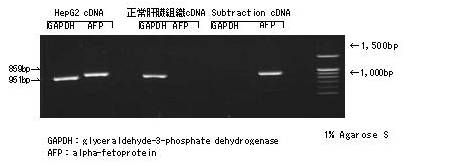双链特异性直接消化cDNA削减试剂盒                              DsDD cDNA Subtraction Kit Wako