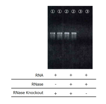 RNase Knockout RNA酶清除喷雾                              RNase Knockout
