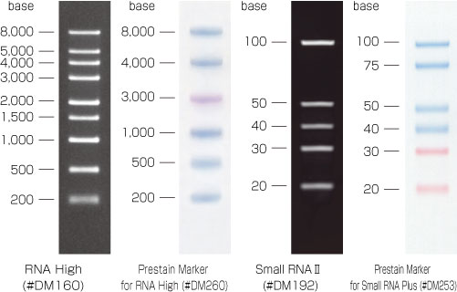 预染单链 RNA Ladder Marker                               DynaMarker® Prestain Ladder Marker for RNA