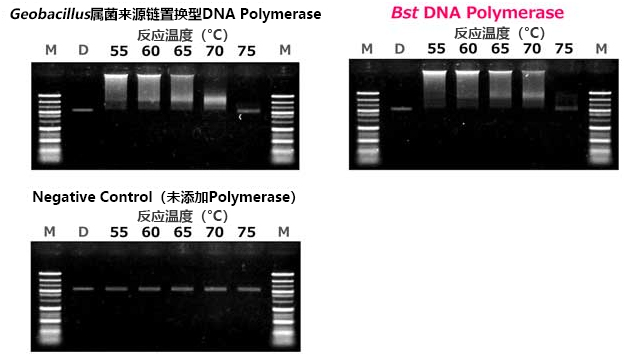 Bst  DNA Polymerase                              链置换酶